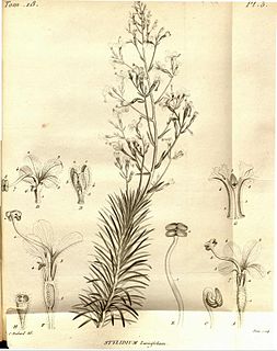 Louis Claude Marie Richard