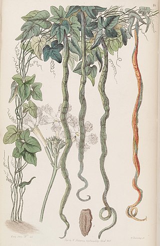 Sarah Elizabeth Amherst